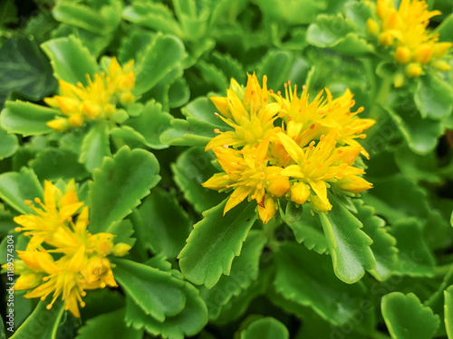 stonecrop also sedum also orpine (Ewige Fetthenne also Deckblatt-Fetthenne) Sedum aizoon L. photo