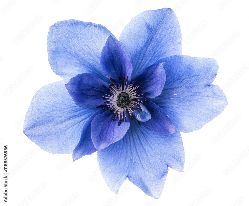 Obraz premium Stunning Close-up of a Vibrant Blue Flower; A Captivating Floral Image; Nature's Exquisite Beauty , isolated on white background PNG