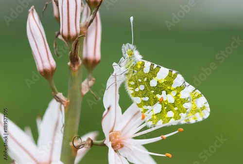 images of wild animals and insects. butterfly photos. photo