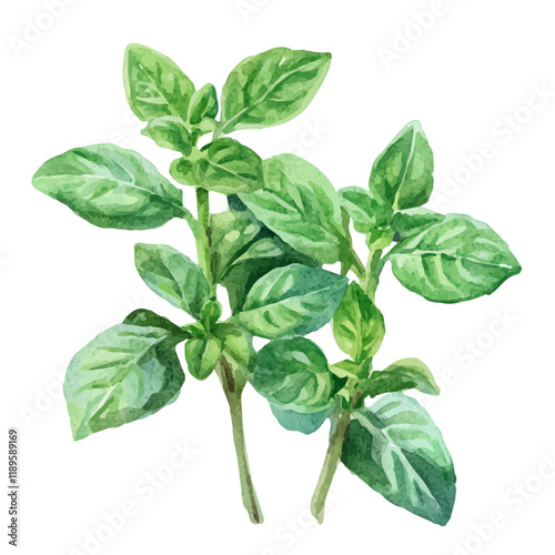 A watercolor illustration of an Oregano plant, isolated on a white background. Oregano vector.
