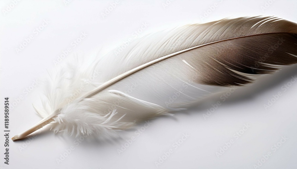 Fototapeta premium feather on white background