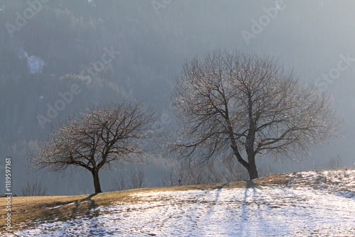 inverno; ricamo di rami photo