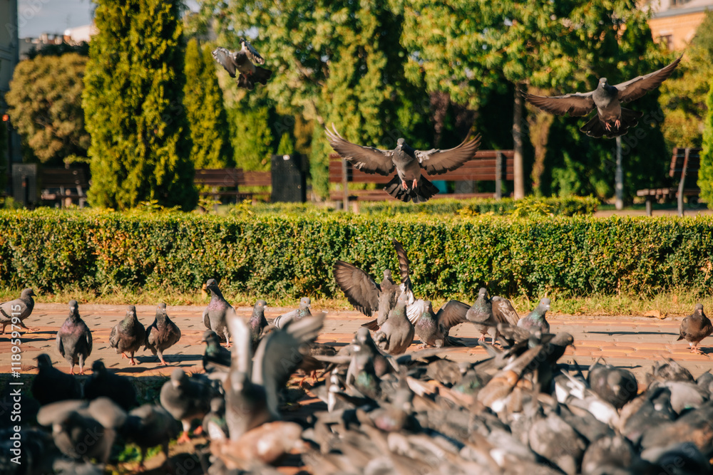 Obraz premium The photo shows a group of pigeons in a park. Some are walking on the ground while others are flying. The background features green bushes, trees, and benches under a clear blue sky.