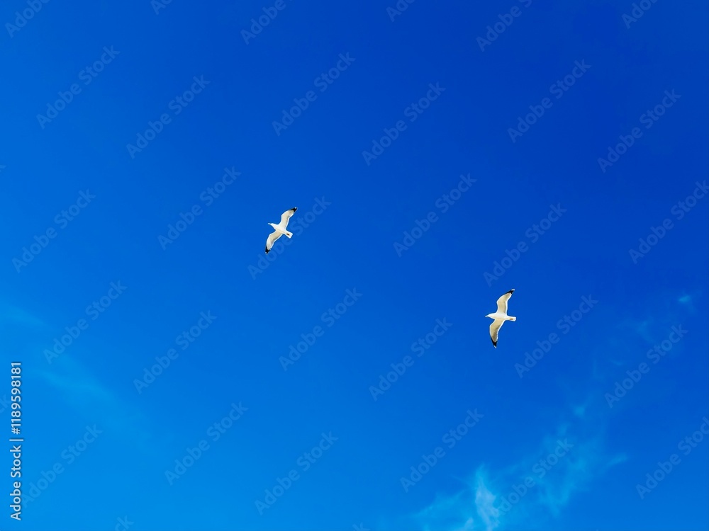 seagulls fly in the blue sky seagulls fly in the blue sky