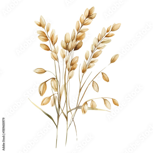 A watercolor vector of oats, isolated on a white background. Oats vector.
