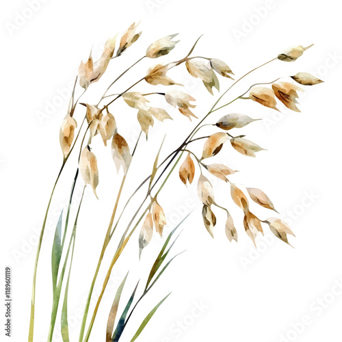 A watercolor vector of oats, isolated on a white background. Oats vector.
