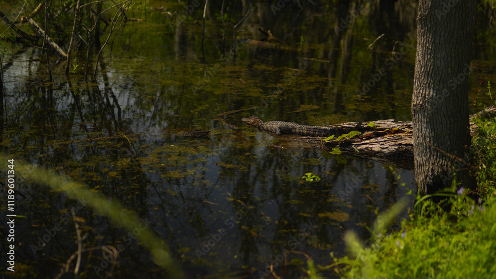 American alligator on a log beside a marshy body of water in East Texas USA American alligator on a log beside a marshy body of water in East Texas USA