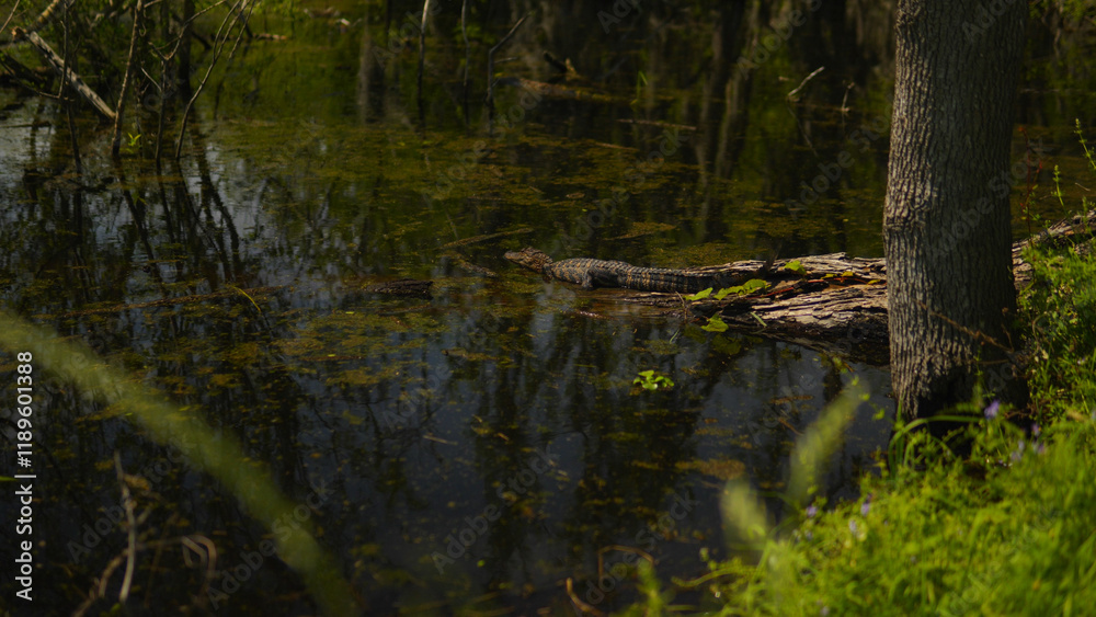 American alligator on a log beside a marshy body of water in East Texas USA American alligator on a log beside a marshy body of water in East Texas USA