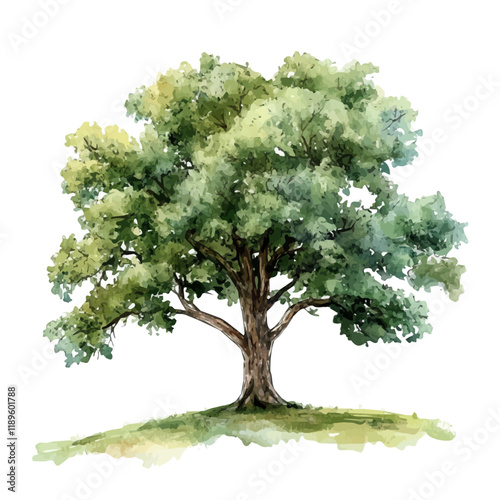 A watercolor vector of an oak tree, isolated on a white background. Oak tree vector.
