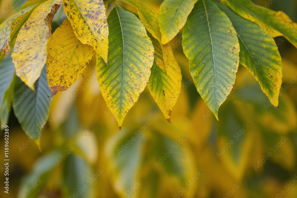 green-yellow leaves in autumn, yellow-green autumn colors, beautiful yellow-green leaves perhaps from a horse chestnut tree green-yellow leaves in autumn, yellow-green autumn colors, beautiful yellow-green leaves perhaps from a horse chestnut tree