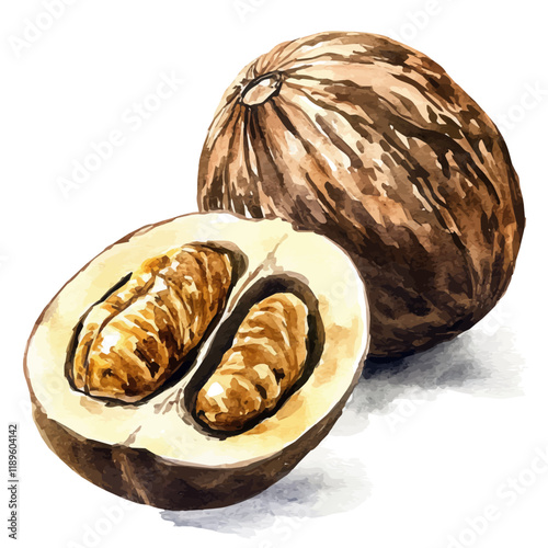 A watercolor illustration of nutmeg, isolated on a white background. Nutmeg vector.
