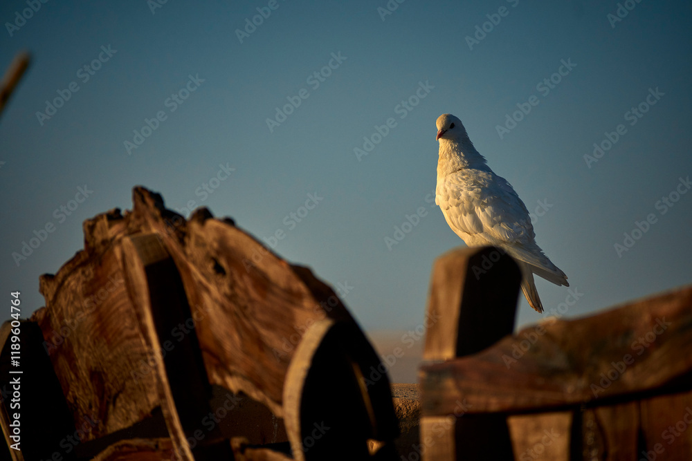 Fototapeta premium white pigeon on wood board