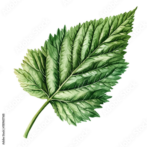 A watercolor vector of a nettle leaf, isolated on a white background. Nettle leaf vector.
