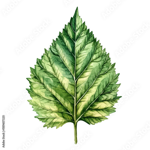 A watercolor vector of a nettle leaf, isolated on a white background. Nettle leaf vector.
