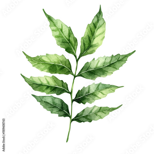 A watercolor painting of a neem leaf, isolated on a white background. Neem leaf vector.
