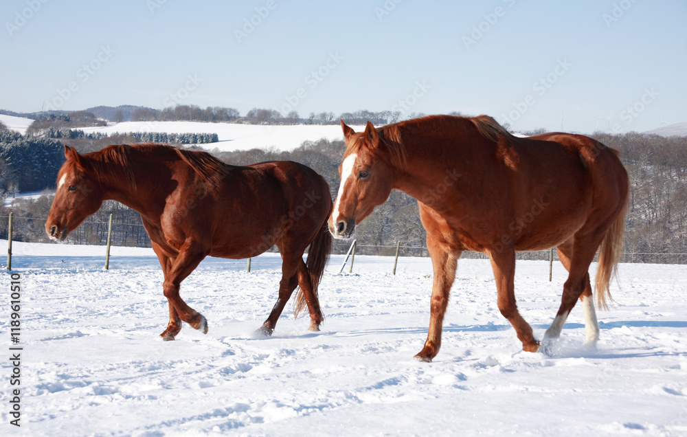 Horses in Show Field 