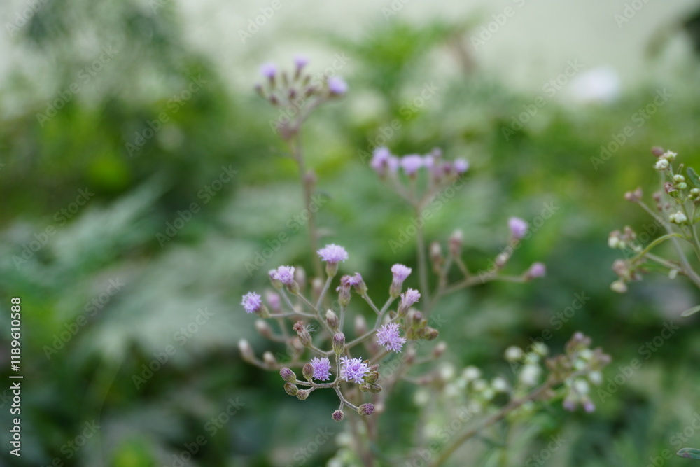 Cyanthillium the tiny purple flowers in close up with blurry background Cyanthillium the tiny purple flowers in close up with blurry background