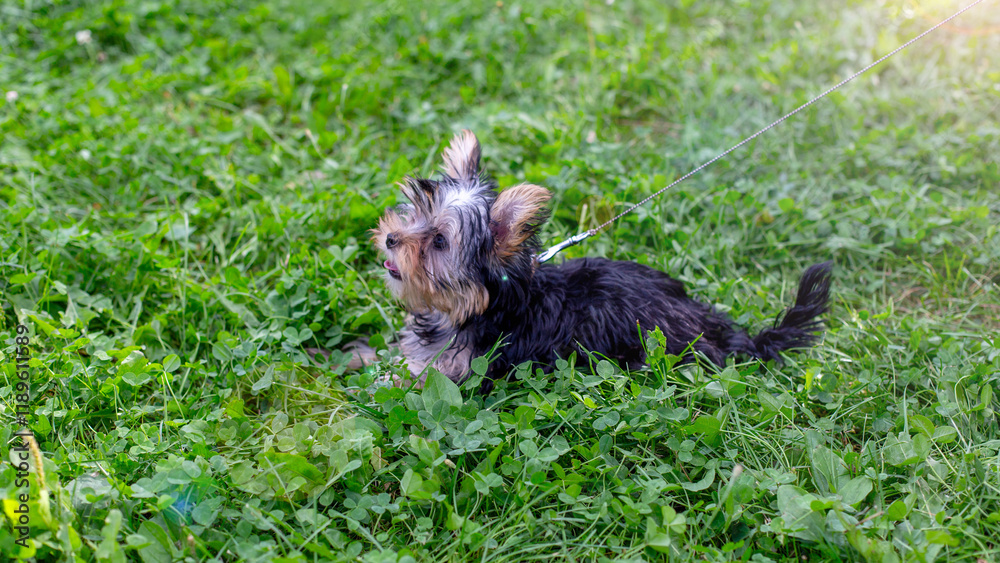 Small yorkshire terrier puppy relaxing on grass in sunny park Small yorkshire terrier puppy relaxing on grass in sunny park