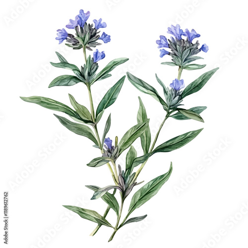 A watercolor of mountain savory, isolated on a white background. Mountain savory vector.
