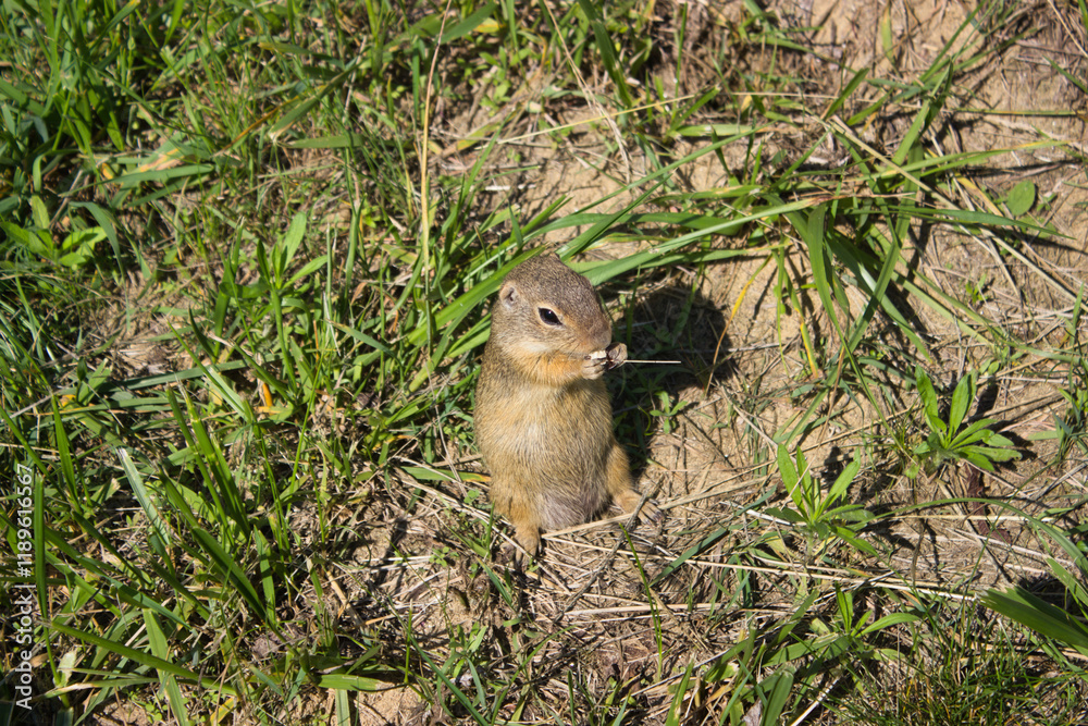 Fototapeta premium Small ground squirrel eating in green grass