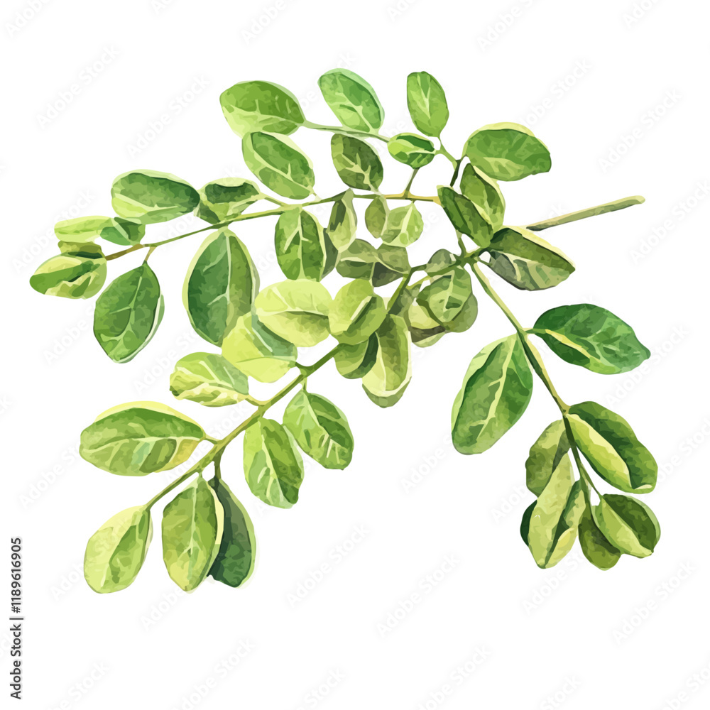 A watercolor vector of moringa, isolated on a white background. Moringa vector.
