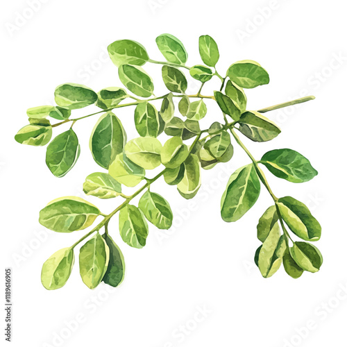 A watercolor vector of moringa, isolated on a white background. Moringa vector.
