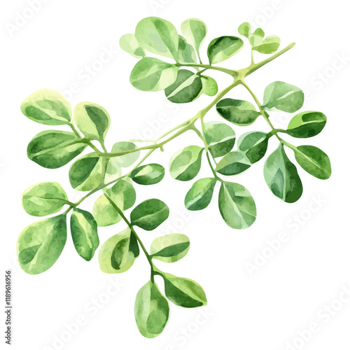 A watercolor vector of moringa, isolated on a white background. Moringa vector.
