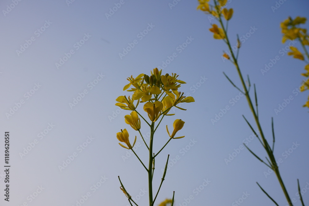 The close up of vibrant yellow mustard flowers with a blurry and blue sky background The close up of vibrant yellow mustard flowers with a blurry and blue sky background