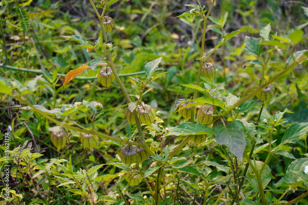 Physalis angulata plants are grown in the weeds, found with its fruits with a blurry background Physalis angulata plants are grown in the weeds, found with its fruits with a blurry background