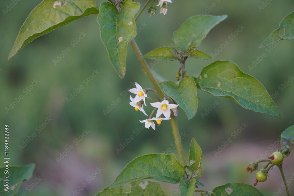 Obraz premium Tiny white nightshade flowers in close up with a blurry background
