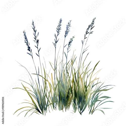 A watercolor drawing of marsh grass, isolated on a white background. Marsh grass vector.
