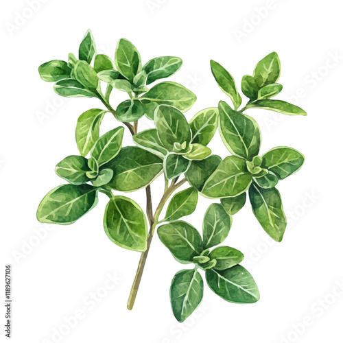 A watercolor illustration of marshmallow root, isolated on a white background. Marshmallow root vector.
