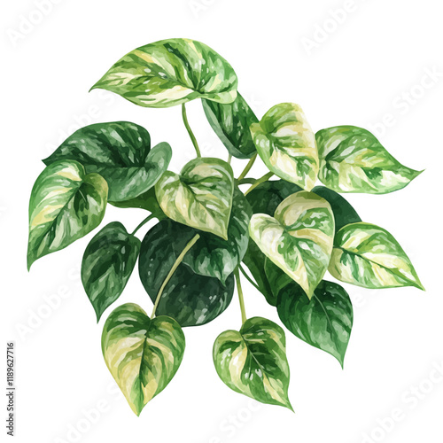 A watercolor illustration of a Marble Queen pothos, isolated on a white background. Marble Queen pothos vector.
