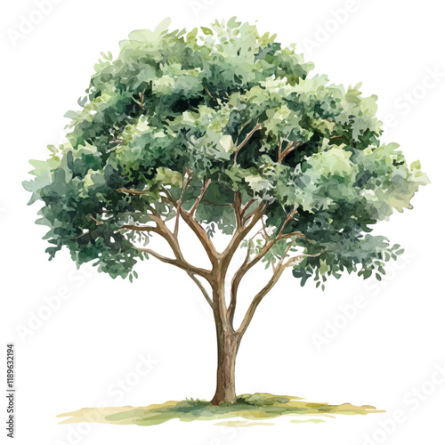 A watercolor vector of a mahogany tree, isolated on a white background. Mahogany tree vector.
