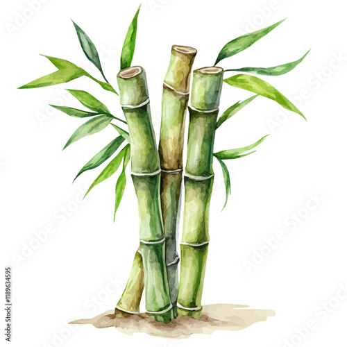 A watercolor drawing of lucky bamboo, isolated on a white background. Lucky bamboo vector.
