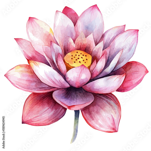 A watercolor painting of a lotus flower, isolated on a white background. Lotus flower vector.
