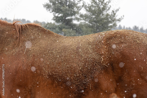 The dirty and wet back of chestnut horse outdoors with snowflakes.  photo