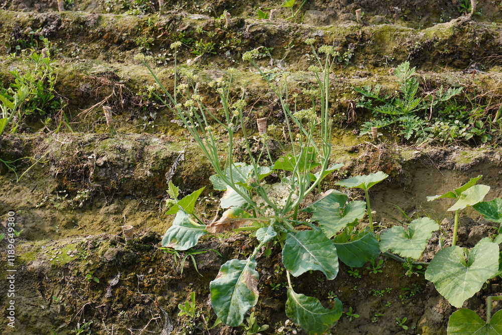 Fototapeta premium The cauliflower is completely bloomed with its long stalks on the agricultural field