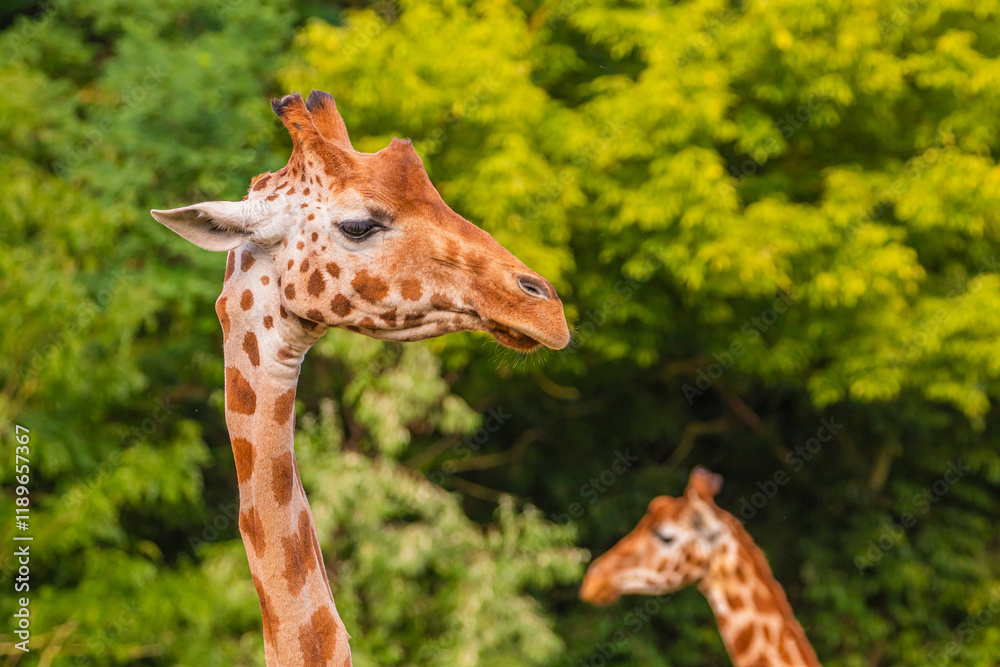 Obraz premium Giraffe in selective focus on green natural background