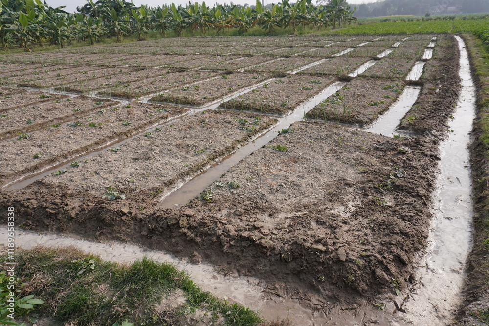 The agricultural field is properly watered before plantation, the field becomes muddy The agricultural field is properly watered before plantation, the field becomes muddy