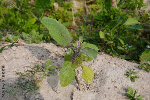 Black nightshade plant has been found beside the agricultural field inside of a bush