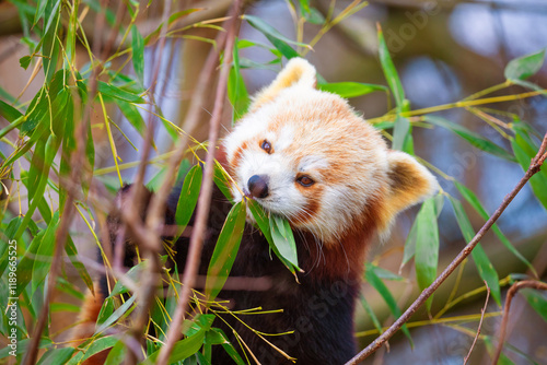 red panda Ailurus fulgens, lesser panda, is a small mammal