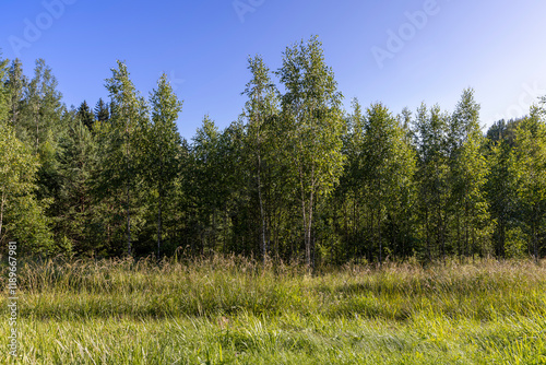 the edge of the mixed forest with deciduous trees and green grass