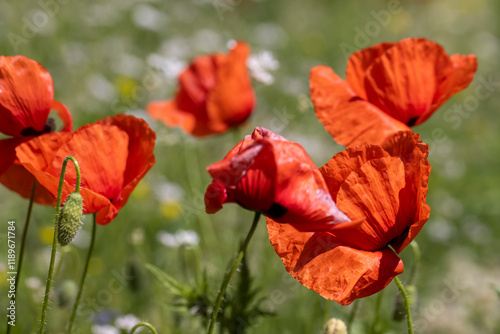 a large number of red poppies in the green grass