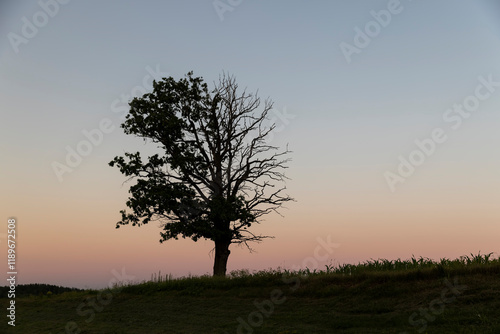 Wallpaper Mural a half withered tree grows on a hill near sunset Torontodigital.ca