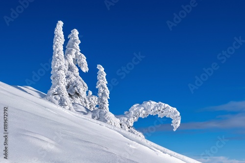 Snow and frost covered trees on the mountain slope against blue sky. Mt Seymour. North Vancouver. BC. Canada photo