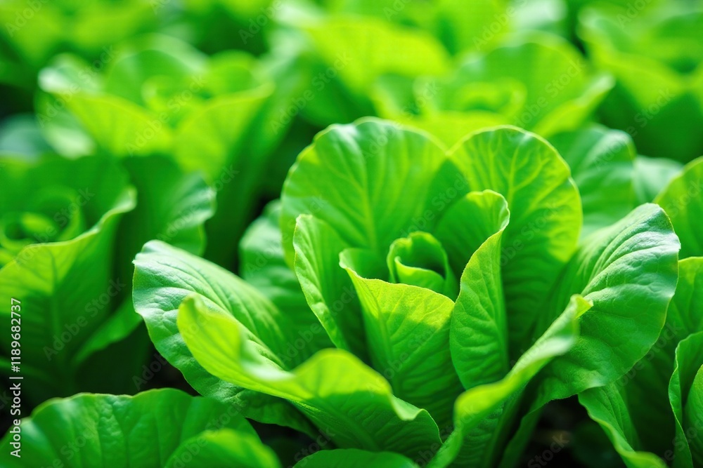 Obraz premium delicate lettuce leaves forming a lush backdrop, nature, plant, natural growth