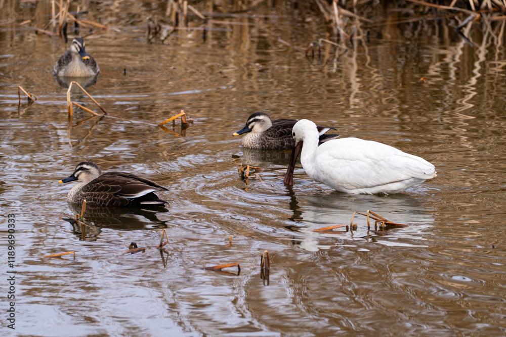 black-faced spoonbill and ducks on the pond