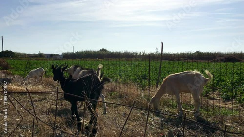 Lockdown Shot Of Goat Family Grazing In Field On Sunny Day - Macheria, Greece photo