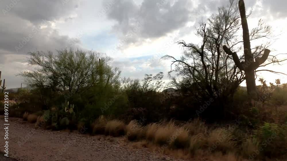 Arizona Driving 1920 Timelapse Saguaro National Park Tucson Arizona Driving 1920 Timelapse Saguaro National Park Tucson